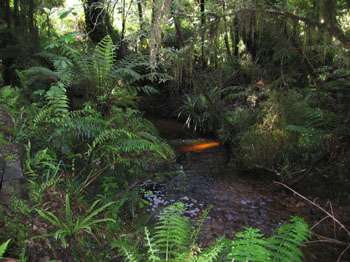 rainforest scene on the way to Munroe Beach, New Zealand