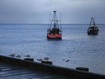 fishing boats in Jackson, southwest New Zealand