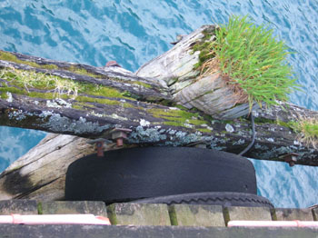 old pier in Jackson, southwest New Zealand