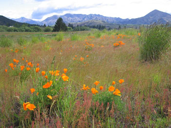 poppies near Wanaka, New Zealand