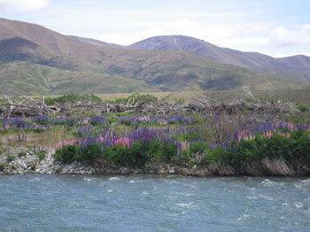 lupines near Wanaka, New Zealand