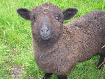 Andy the black sheep, Clifton Wool 'n Things, Dunedin New Zealand