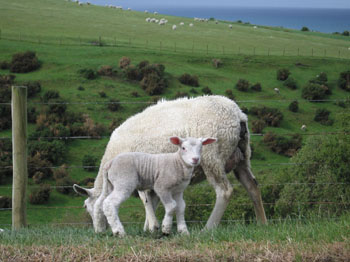 Young Lamb  in Oamaru, New Zealand