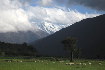 Sheep graze near Franz Josef, New Zealand