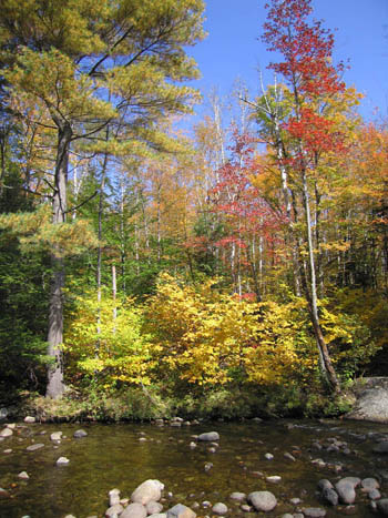 October leaves near Keene Valley, New York