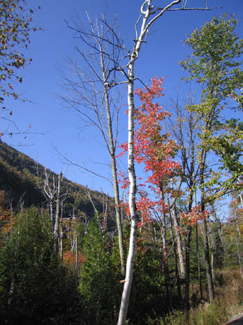 October leaves near Keene Valley, New York