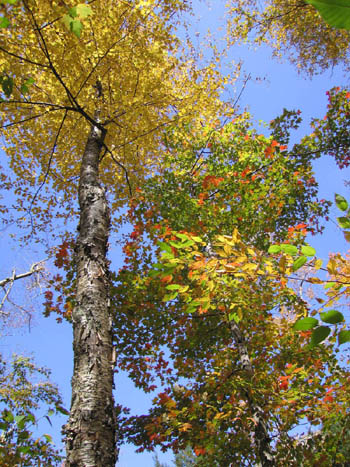 October leaves near Keene Valley, New York