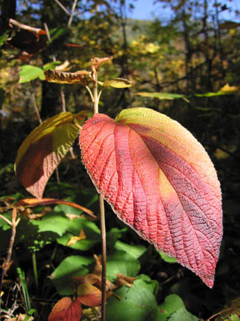 October leaves near Keene Valley, New York