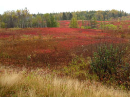 blueberry barrens in Maine, by joy