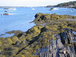 low tide in Harpswell, Maine