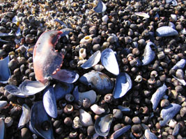 shells on the seashore