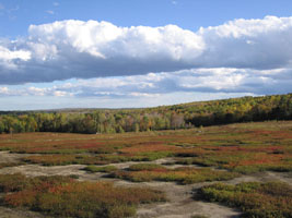 blueberry fields, Maine