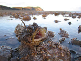 sculpin fish stranded at low tide - I put it back out to sea