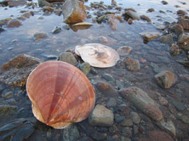 scallop shells