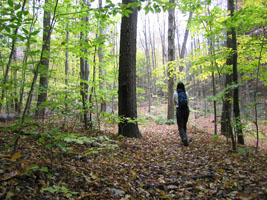 green trees and fallen leaves