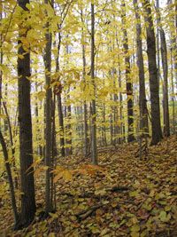 yellow leaves