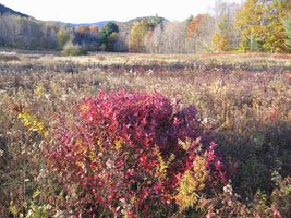 the view from Red's field