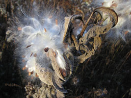 milkweed down