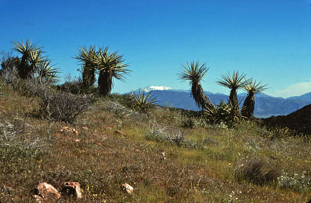 Joshua Trees and Mt San Jacinto