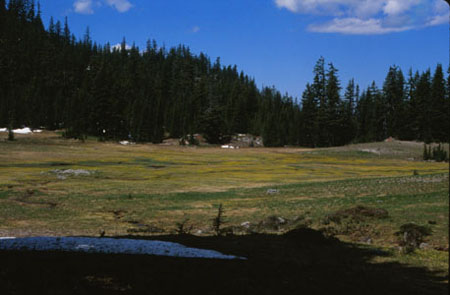 Mountain meadow