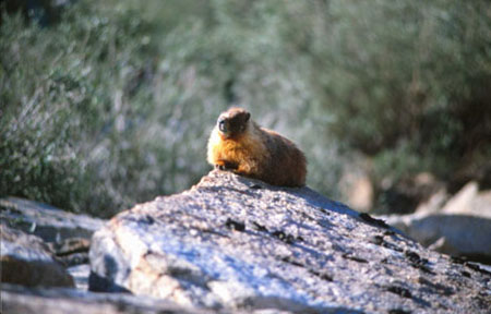 Marmot