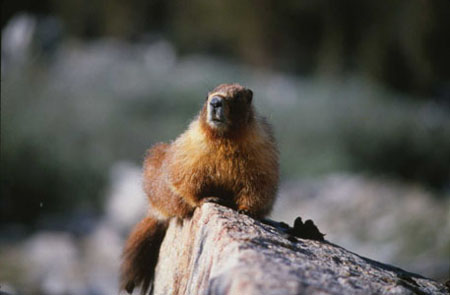 Marmot