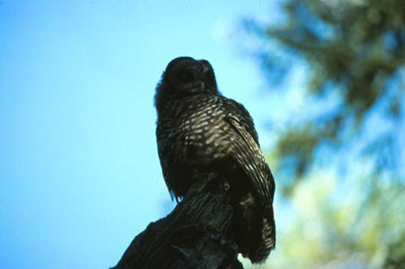 Spotted Owl