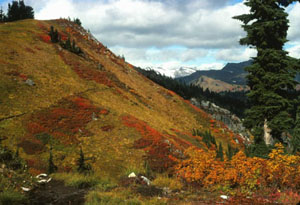 Cascade fall foliage