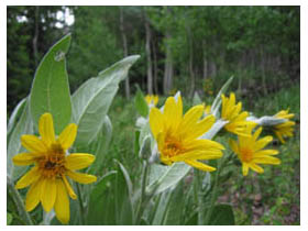 yellow flowers