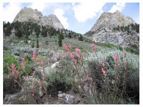 pink flowers