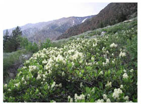 white flowers