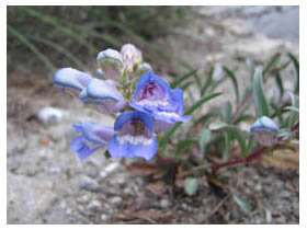 blue flowers