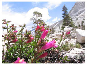 pink flowers