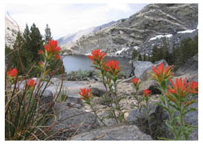 paintbrush over pine lake