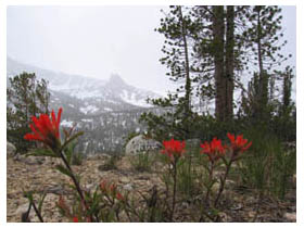 paintbrush in the snow