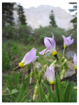 purple flowers