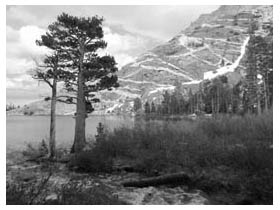 banded rock with pine tree