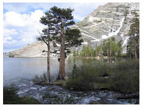 banded rock with pine tree