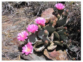 cactus blooms