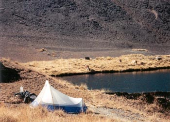 camp by a lake with grazing llamas