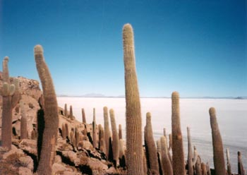 cacti on an island