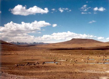 llamas grazing near Arequipa