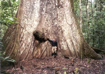 that's me under a Lupuna tree