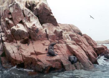 sea lions snoozing