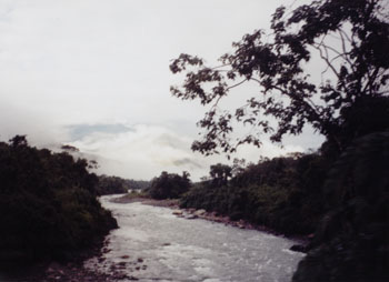 dawn in the rainforest