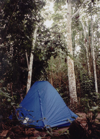 my tent: camping in the jungle