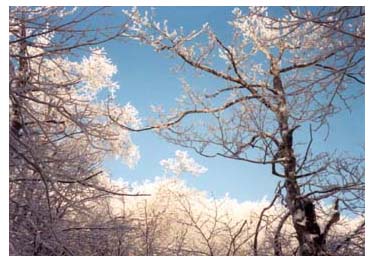 icy branches