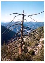 strawberry peak tree