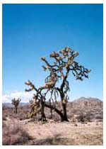 a Joshua tree