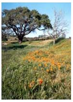 poppies and oaks